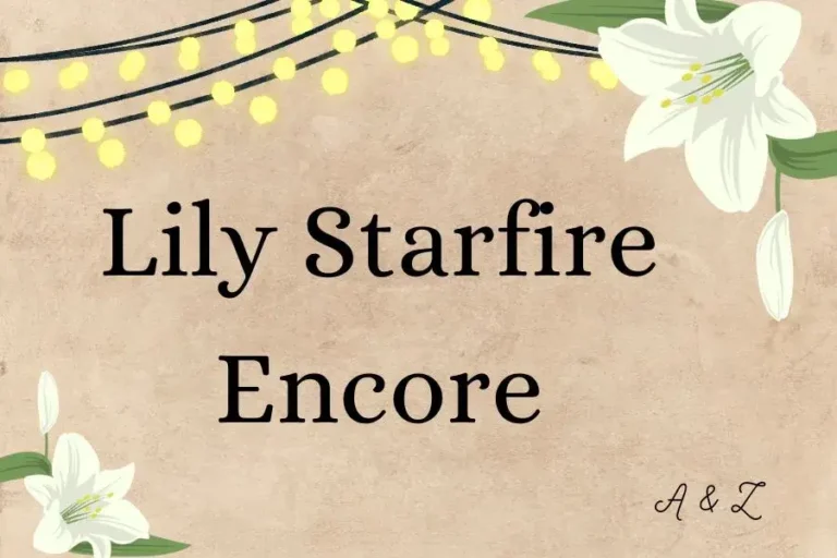 The Magic: A Comprehensive Guide to Lily Starfire Encore