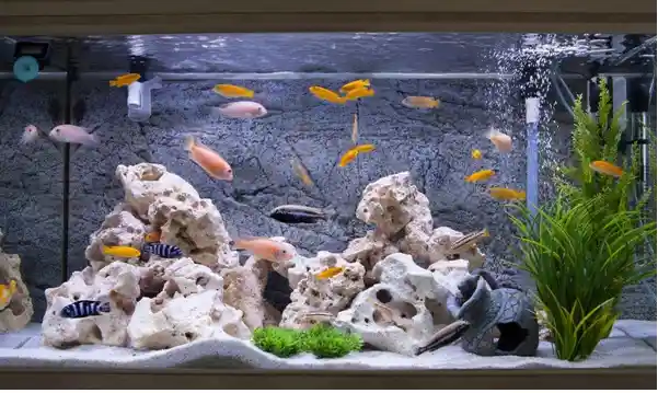 5 Pet Fish Care Tips for Loving Pet Owners